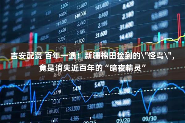 吉安配资 百年一遇！新疆棉田捡到的＂怪鸟＂，竟是消失近百年的“暗夜精灵”